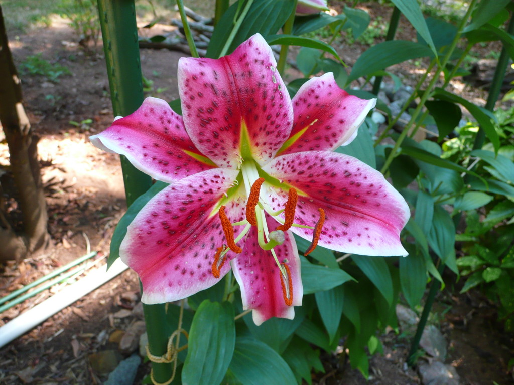 Tiger Lily Flowers